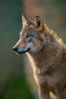 Wolf (Canis lupus), Alert wolf in profile in natural environment with soft light, Germany