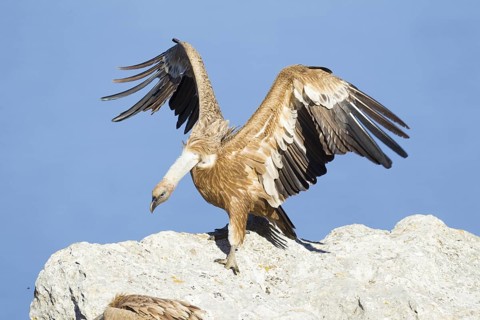 Griffon Vulture (Gyps fulvus), Mallorca, Spain