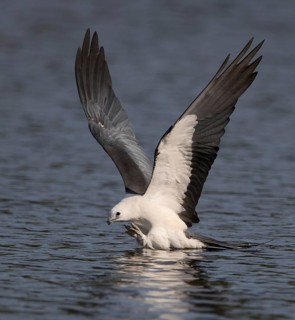 Swallow-tailed Kite (Elanoides forficatus) flying, Florida, USA