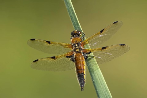 Four spotted chaser dragonfly (Libellula quadrimaculata) adult insect on a reed leaf, RSPB