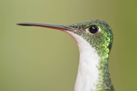 Andean Emerald (Amazilia franciae), Ecuador