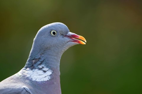 Wood pigeon (Columba palumbus) adult garden bird head portrait, England, United Kingdom