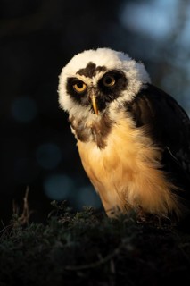 Spectacled Owl (Pulsatrix perspicillata) captive, juvenile, Germany