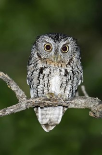 Whiskered Screech Owl (Megascops trichopsis), Arizona, USA