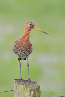 Black-tailed godwit (Limosa limosa) standing on a post, Ochsenmoor, Lake Dümmer, Hüde, Lower