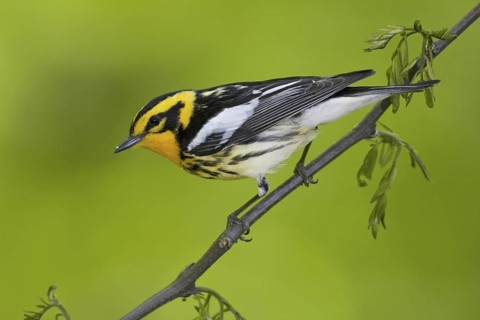 Blackburnian Warbler (Setophaga fusca) male, Ontario, Canada