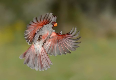 Pyrrhuloxia (Cardinalis sinuatus) male flying, Texas, USA