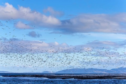 Dreizehenmöwe, Black-legged Kittiwake, Kittiwake, Rissa tridactyla, Mouette tridactyle, Gaviota