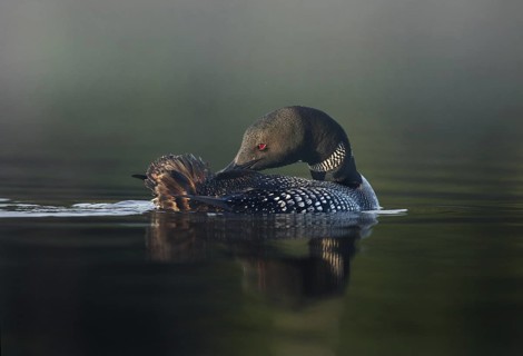 Great Northern Loon (Gavia immer), Michigan, USA