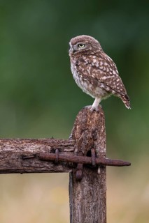 Little owl (Athene noctua), Vechta, Lower Saxony, Germany