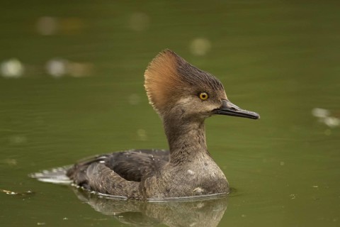 Hooded Merganser (Lophodytes cucullatus) female, California, USA