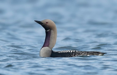 Black-throated Loon (Gavia arctica), Iceland
