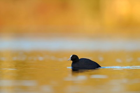 Eurasian Coot (Fulica atra), North Rhine-Westphalia