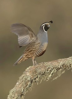 California Quail (Callipepla californica) male, California, USA