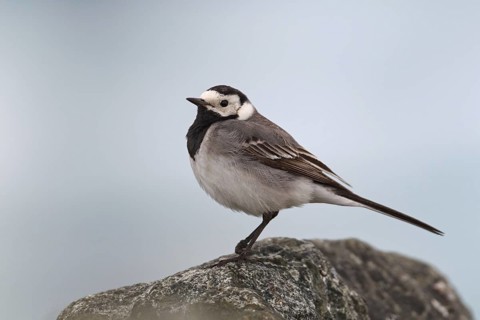 White Wagtail (Motacilla alba), Iceland