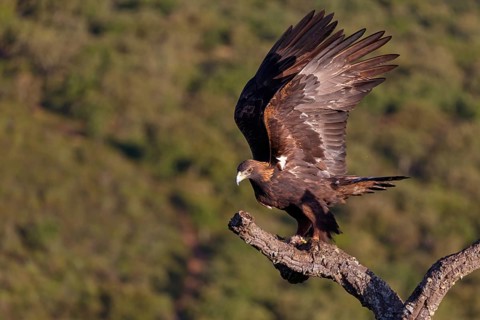 Golden Eagle, (Aquila chrysaetos), bird of prey, hawk family, perch, biotope, habitat, foraging, El