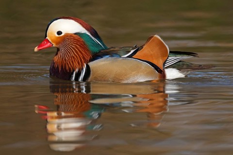 Mandarin Duck (Aix galericulata) male, Baden-Wuerttemberg, Germany