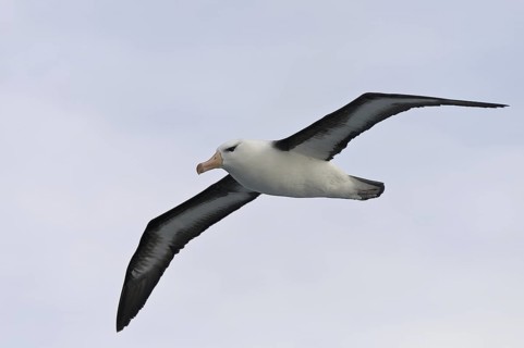 Black-browed Albatross (Thalassarche melanophris) flying, Antarctica