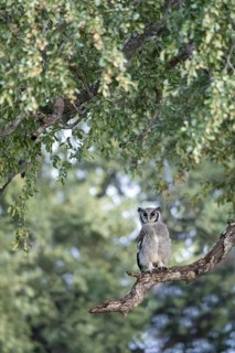 Verreaux's Eagle-Owl (Bubo lacteus) perched in tree, Botswana