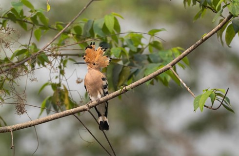 Eurasian hoopoe or common hoopoe (Upupa epops) on a tree branch, Sreepur, Gazipur, Bangladesh