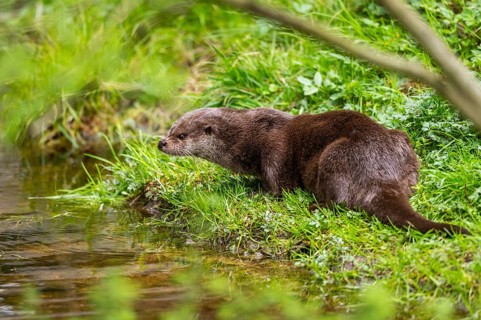Eurasian otter (Lutra lutra) on the edge of a little lake in a forest, Bavaria, Germany