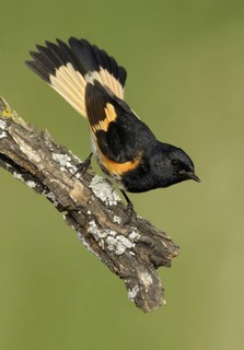 American Redstart (Setophaga ruticilla) male, Texas, USA