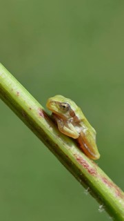 European tree frog (Hyla arborea) sitting on a branch in its natural environment, Lake Neusiedl