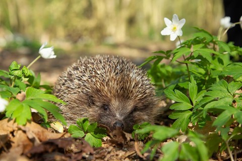 European hedgehog (Erinaceus europaeus) adult animal in a woodland in the spring, England, United