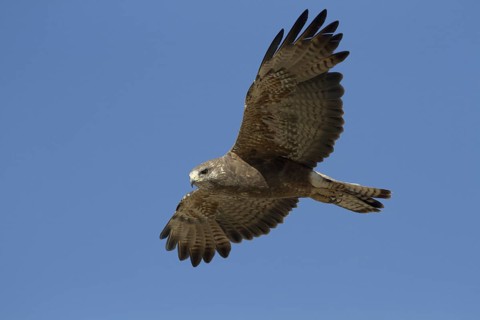 Swainson's Hawk (Buteo swainsoni) flying, Idaho, USA