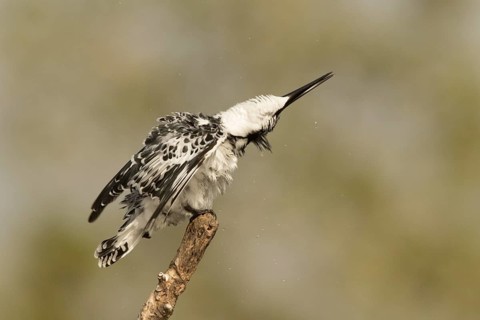 Pied Kingfisher (Ceryle rudis) male, Gambia