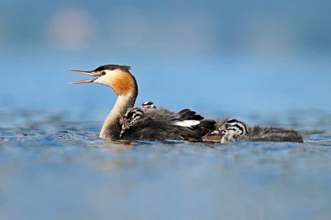 Great Crested Grebe (Podiceps scalloped ribbonfish), with two chicks in plumage and swimming in