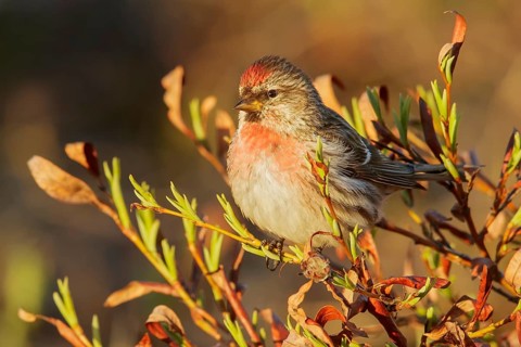 Common Redpoll (Carduelis flammea) perched on a branch in Nome, Alaska