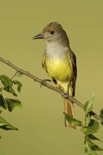 Great Crested Flycatcher (Myiarchus crinitus), Texas, USA