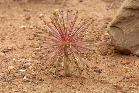 Brunsvigia Josephinae, Josephine's Lily, Candelabra Lily, Faded, Onion Plant, Karoo Desert