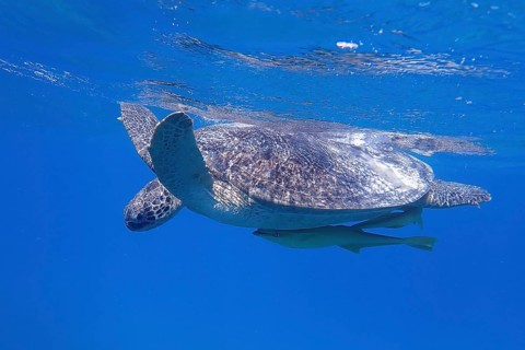 Green turtle (Chelonia mydas)