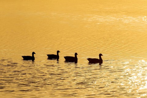 Brent goose (Branta bernicla) four adult geese birds on a lagoon silhouette at sunset, RSPB