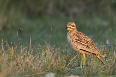 Eurasian Stone-curlew (Burhinus oedicnemus) in field, Dalmatia, Croatia