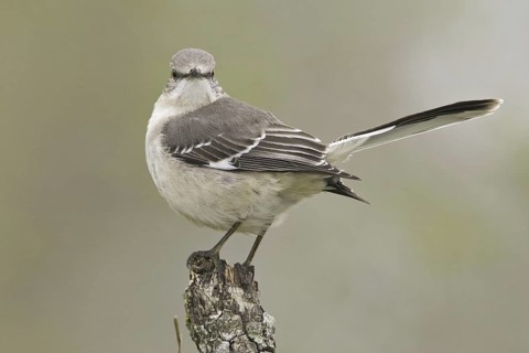Northern Mockingbird (Mimus polyglottos), Texas, USA