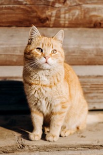 An orange tabby domestic cat sits outside the house, basking in the warm sunlight. Its fur