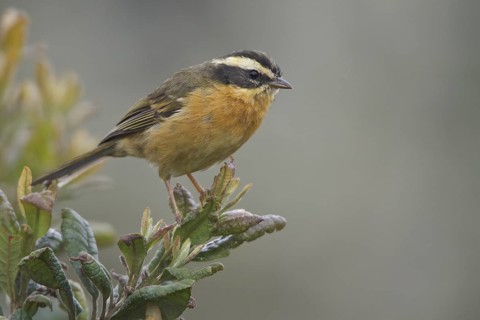 Three-striped Hemispingus (Hemispingus trifasciatus) perched on a branch in Bolivia, South America