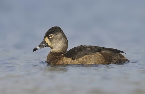 Ring-necked Duck (Aythya collaris) female, British Columbia, Canada