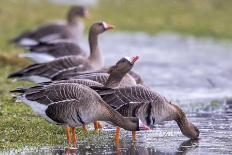 Greater White-fronted Goose (Anser albifrons) group drinking at a waterhole, North