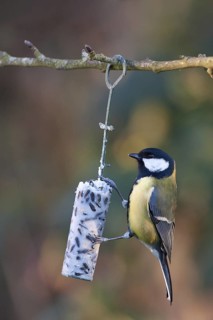 Great Tit (Parus major), Schleswig-Holstein, Germany