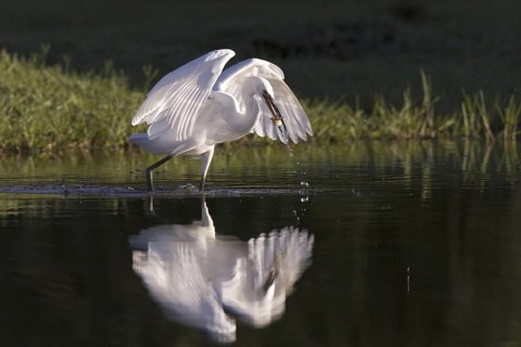 Little Egret (Egretta garzetta), Castile-La Mancha, Spain