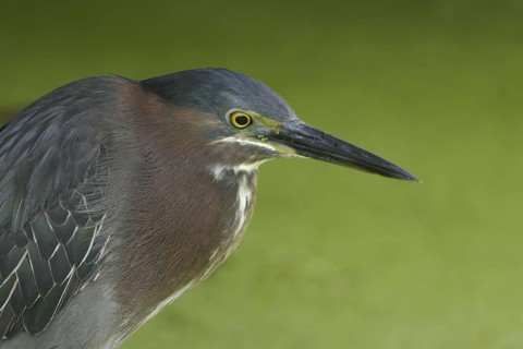 Green Heron (Butorides virescens), Florida, USA
