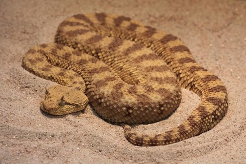 Desert horned viper (Cerastes cerastes) in sandy soil, coiled, coiled, captive