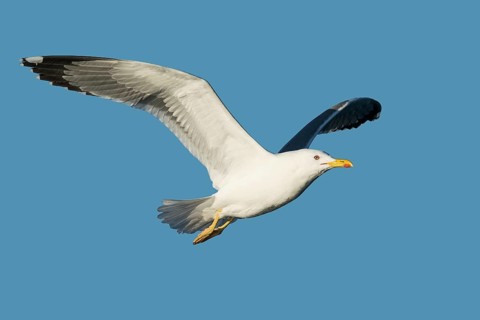 Baraba Gull (Larus fuscus barabensis) flying, Eilat, Israel