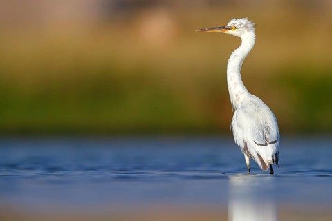 Heron, (Egretta gularis), heron family, biotope, habitat, waters, foraging, animals, birds, Raysut,