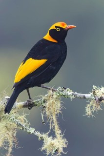 Regent Bowerbird (Sericulus chrysocephalus) perched on a branch in eastern Australia