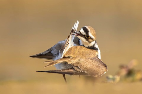 Little Ringed Plover (Charadrius dubius) preening, North Rhine-Westphalia, Germany